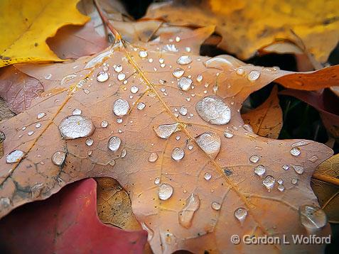 Autumn Raindrops_DSCF02566.jpg - Photographed at Smiths Falls, Ontario, Canada.